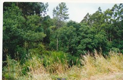 Alnus lusitanica