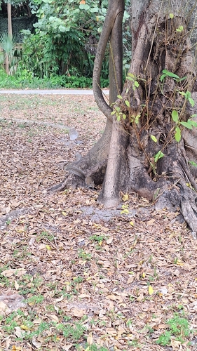 Eastern Gray Squirrel