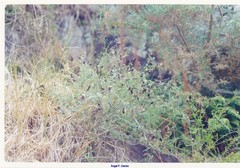 Centaurea paniculata