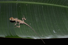 Anolis planiceps