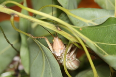 Metaballus brevipennis