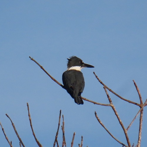 Belted Kingfisher (Megaceryle alcyon)