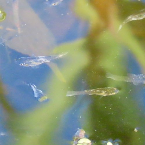 Opaline Molly (Poecilia nelsoni)
