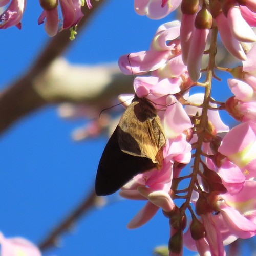 Yellow-tipped Flasher (Telegonus anausis)