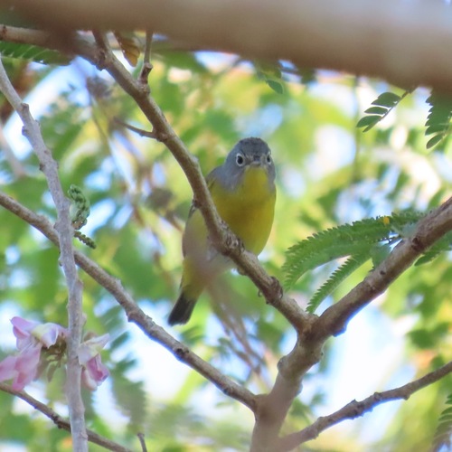 Nashville Warbler (Leiothlypis ruficapilla)