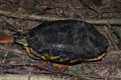 Rhinoclemmys punctularia