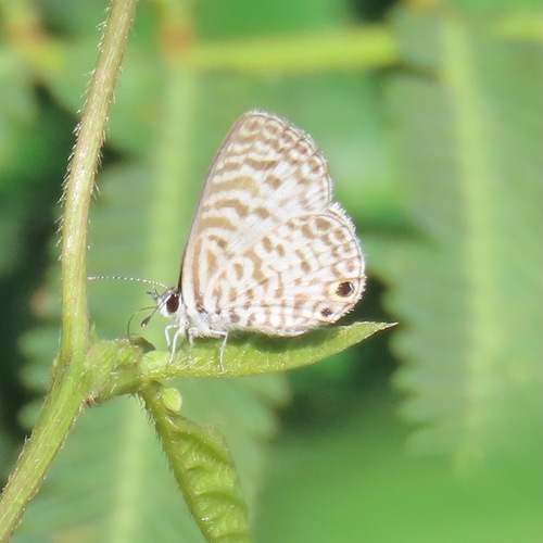 Cassius Blue (Leptotes cassius)