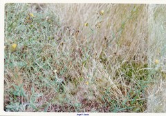 Centaurea paniculata