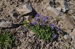 Dracocephalum imberbe