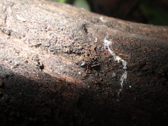 Oedignatha scrobiculata