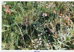 Glandora diffusa