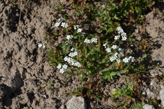 Eritrichium tianschanicum