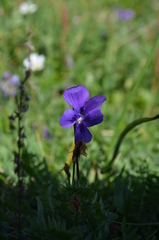 Viola altaica