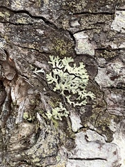 Parmeliopsis capitata