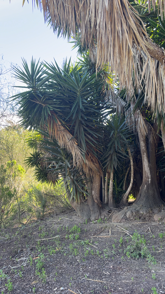 Cây diệp tiễn – Yucca gigantea