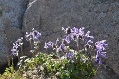 Dracocephalum imberbe
