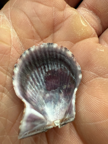 Mimachlamys varia