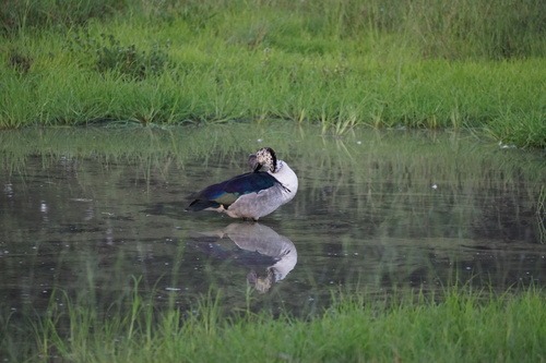 iNaturalist: (c) Baltazar Visko, some rights reserved (CC BY-NC), uploaded by Baltazar Visko iNaturalist image