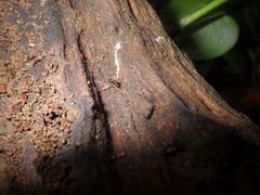 Oedignatha scrobiculata