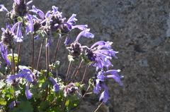Dracocephalum imberbe
