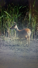 Hydropotes inermis inermis