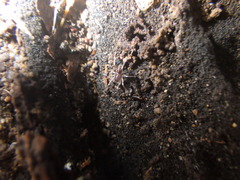 Oedignatha scrobiculata