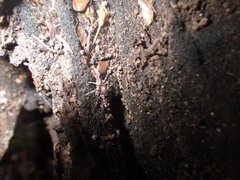 Oedignatha scrobiculata