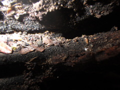 Oedignatha scrobiculata