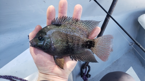 Blackbelt cichlid (Vieja maculicauda) — Cichlidae — 3
