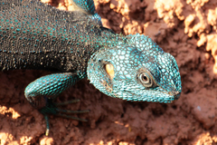 Acanthocercus ugandaensis