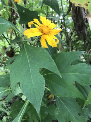 Tithonia diversifolia image