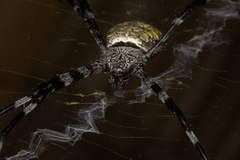 Argiope appensa