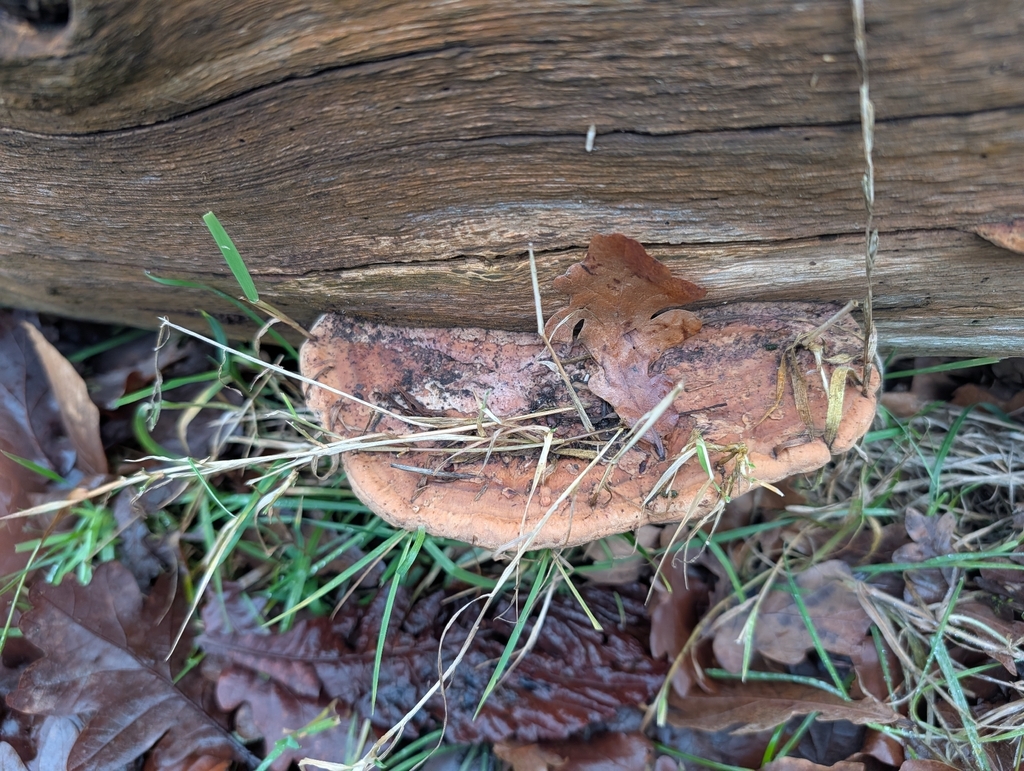 Fomitopsis quercina · January 2026 · photo: © pilmar (iNaturalist, cc0)
