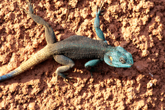 Acanthocercus ugandaensis