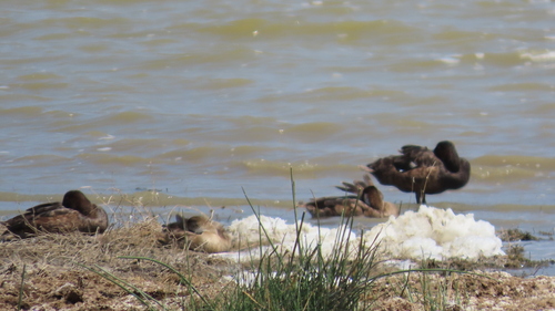 iNaturalist: (c) jabonucci, some rights reserved (CC BY-NC) iNaturalist image