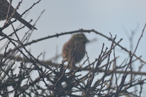 Cirl Bunting (Emberiza cirlus), photo 7