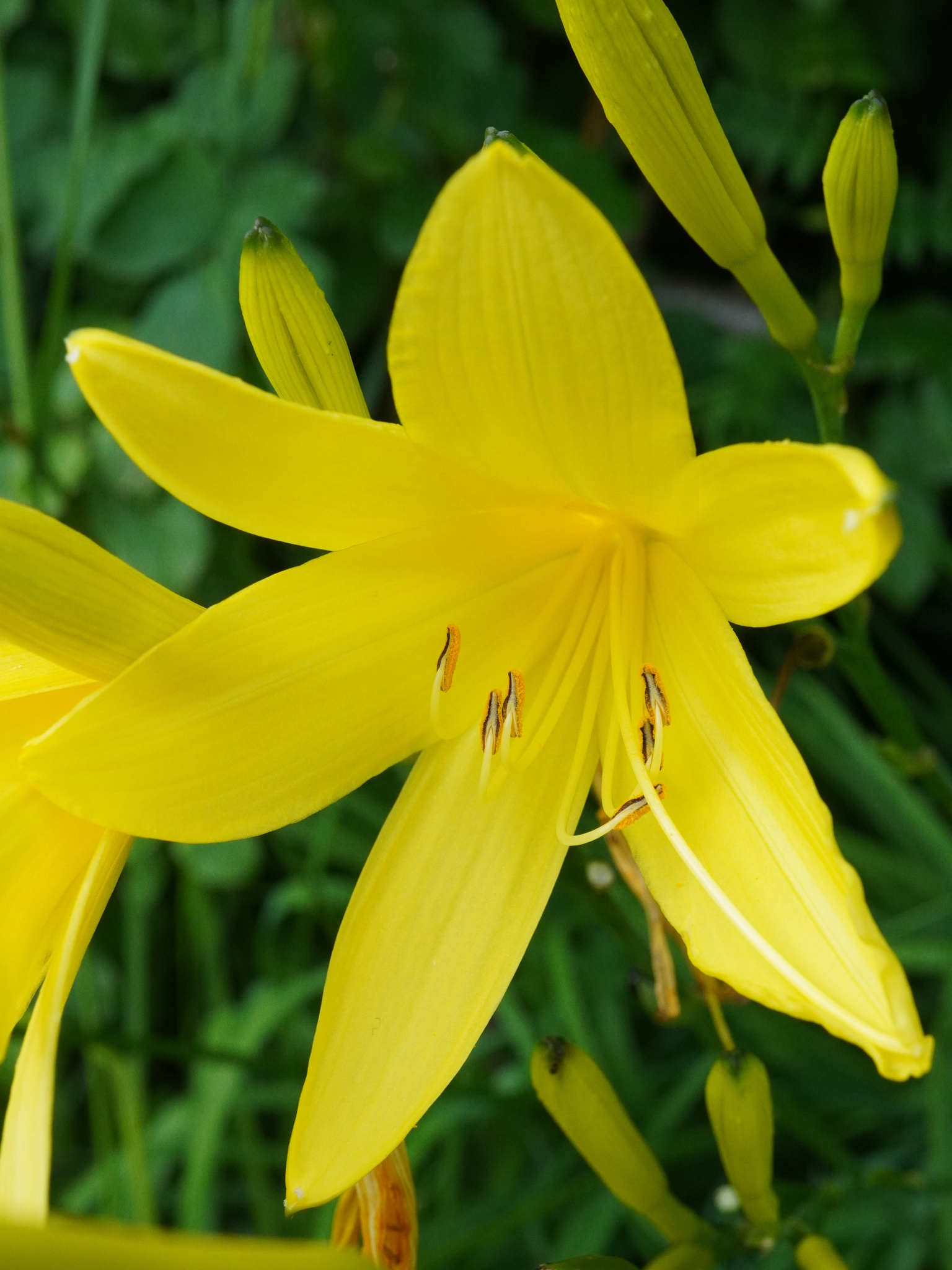Yellow Daylily (Hemerocallis lilioasphodelus)