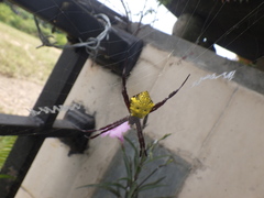 Argiope appensa
