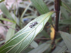 Polyrhachis
