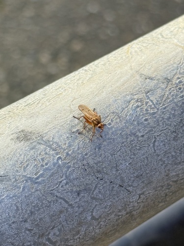 Unknown species found near University of Washington, Seattle, WA, US