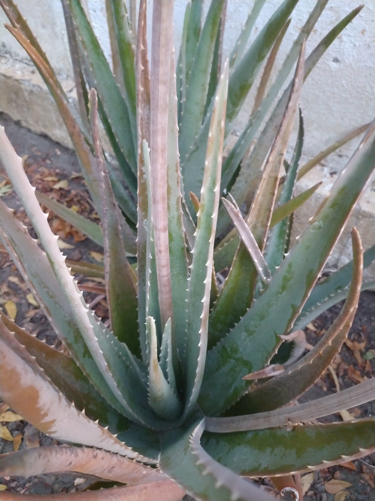 Aloe vera