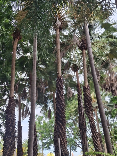 Foto de carnaúba