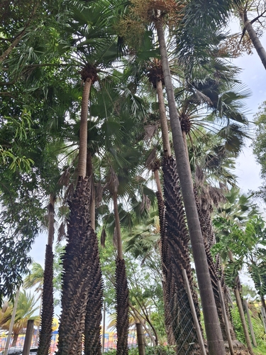Foto de carnaúba