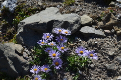 Erigeron heterochaeta