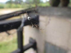 Argyrodes argentatus