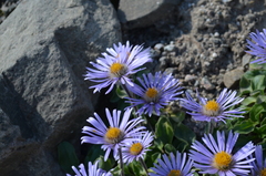 Erigeron heterochaeta