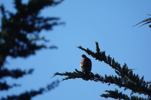 Red-tailed Hawk