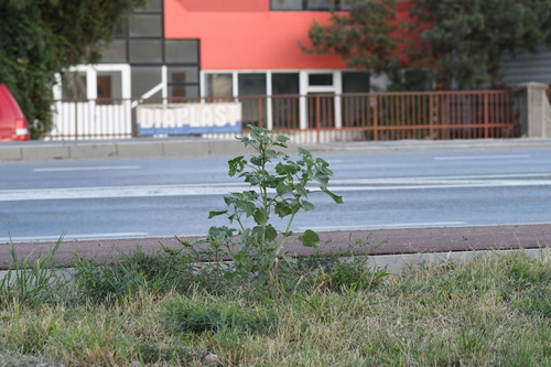 Marshelder (Euphrosyne xanthiifolia)