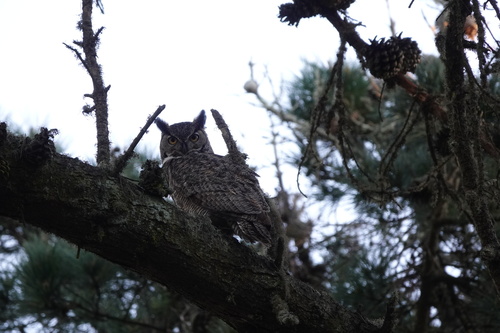 Great Horned Owl