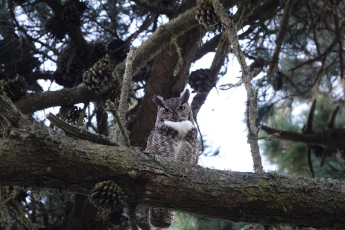 Great Horned Owl